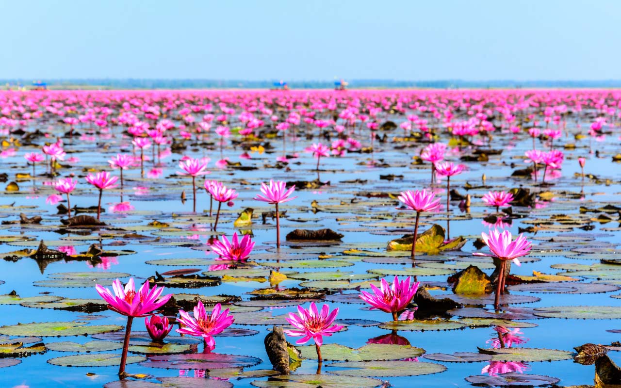 Lotus bloemen kleur